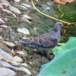 新时代APP在健康管理中的重要角色与应用 8o4qnbefd2