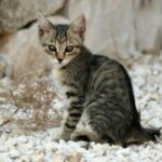 探索新时代娱乐产业的创新与发展趋势 c1wyg1hh